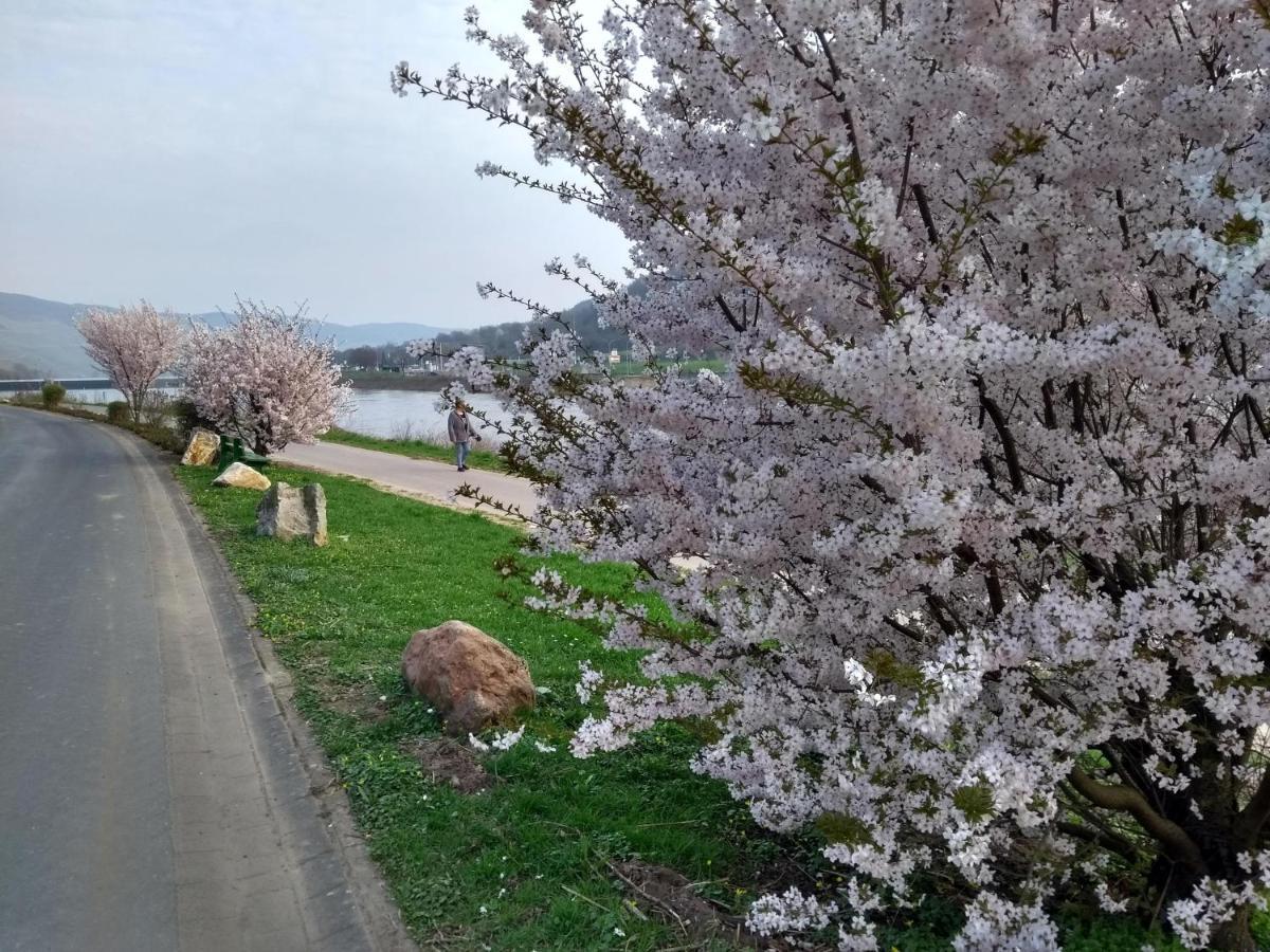 Apartmán Mosea Zeltingen-Rachtig Exteriér fotografie